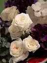Bliss-1133.webp