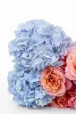 2023-06-12_BLISS_04-14.webp