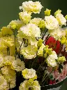 Bliss-3189.webp