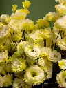 Bliss-3190.webp
