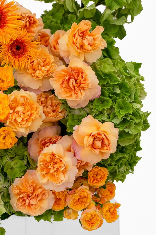 2023-06-12_BLISS_03-5.webp