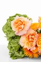 2023-06-12_BLISS_03-12.webp
