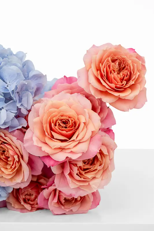 2023-06-12_BLISS_04-13.webp
