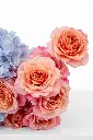 2023-06-12_BLISS_04-13.webp