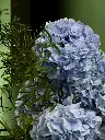Bliss-1828.webp