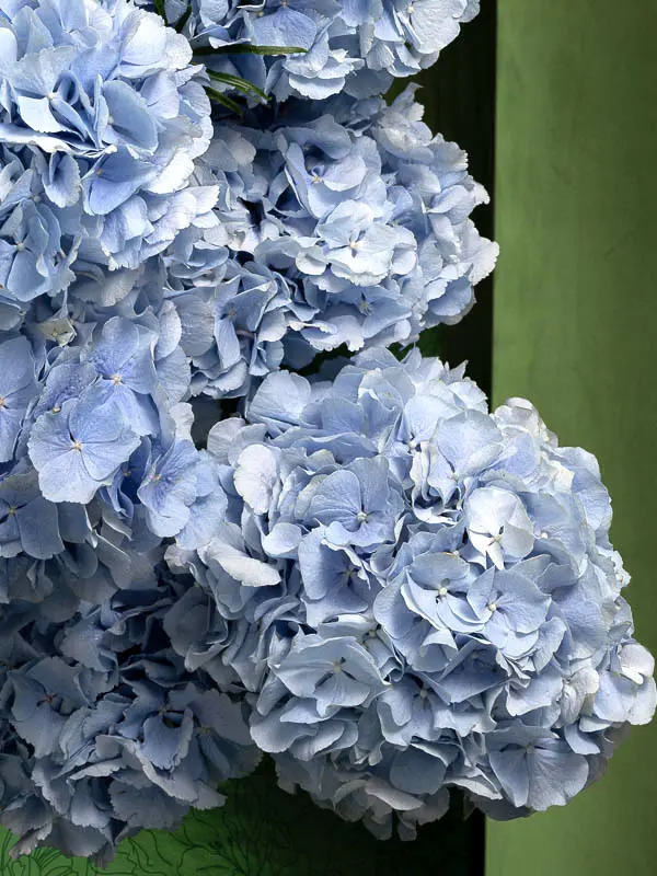 Bliss-1826.webp