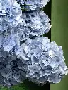 Bliss-1826.webp