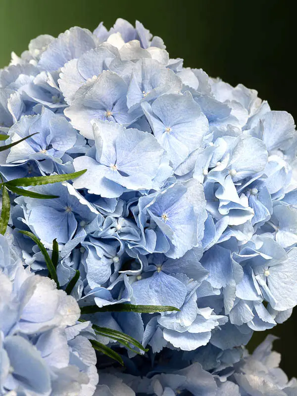 Bliss-1827.webp