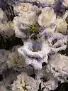 Bliss-3182.webp
