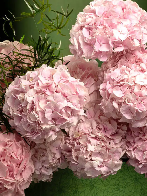 Bliss-1780.webp