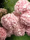 Bliss-1780.webp