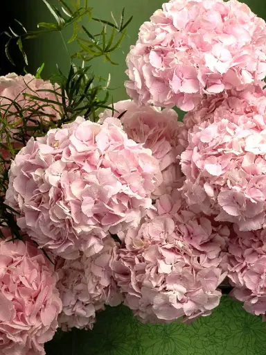 Bliss-1780.webp