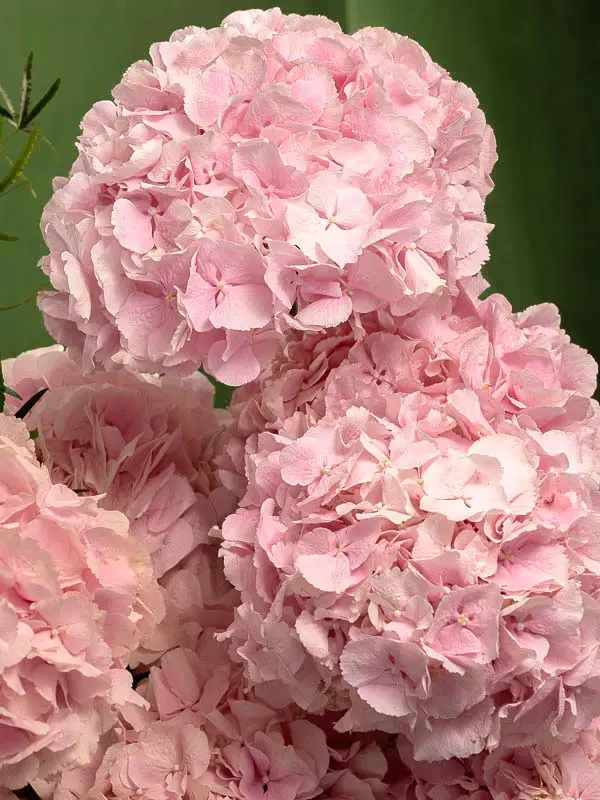 Bliss-1778.webp