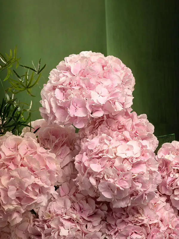 Bliss-1777.webp