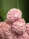 Bliss-1777.webp