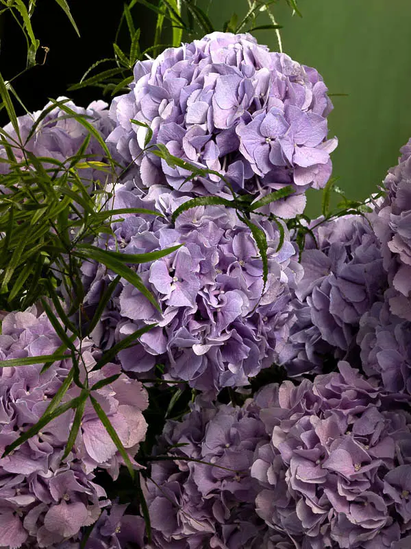 Bliss-1805.webp