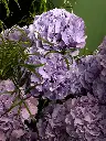 Bliss-1805.webp