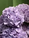 Bliss-1809.webp