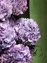 Bliss-1807.webp