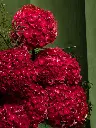Bliss-1739.webp