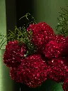 Bliss-1738.webp