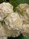 Bliss-1769.webp