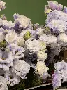 Bliss-3178.webp