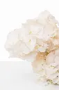 2023-06-12_BLISS_05-13.webp