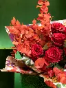 bliss-102.webp