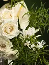 Bliss-2811.webp