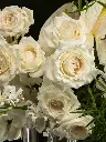 Bliss-2814.webp