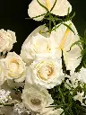Bliss-2810.webp
