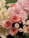 Bliss-1419.webp