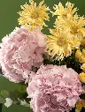Bliss-1564-3-2.webp