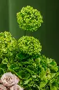 bliss-2298 copy.webp