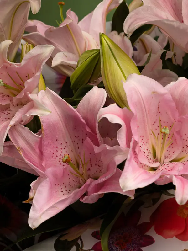 Bliss-1648.webp