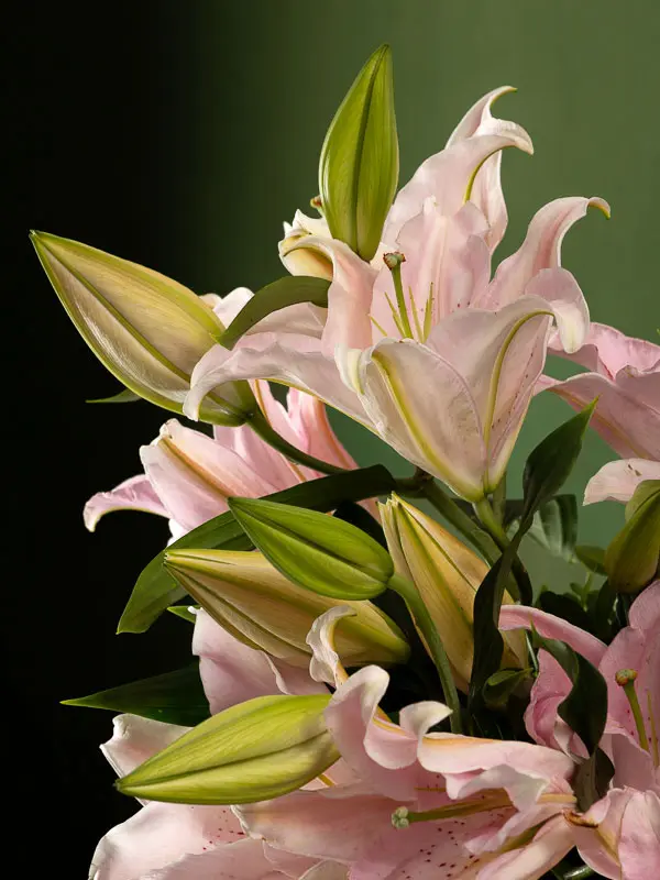 Bliss-1679.webp