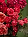 Bliss-1444.webp