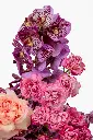 2023-06-12_BLISS_02-5.webp