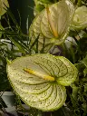 Bliss-1605.webp