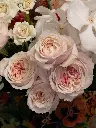 Bliss-2017.webp