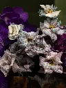 Bliss-2026.webp