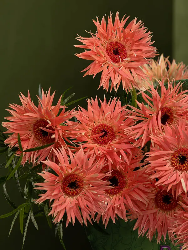 Bliss-2531.webp