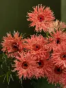 Bliss-2531.webp