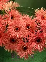 Bliss-2533.webp