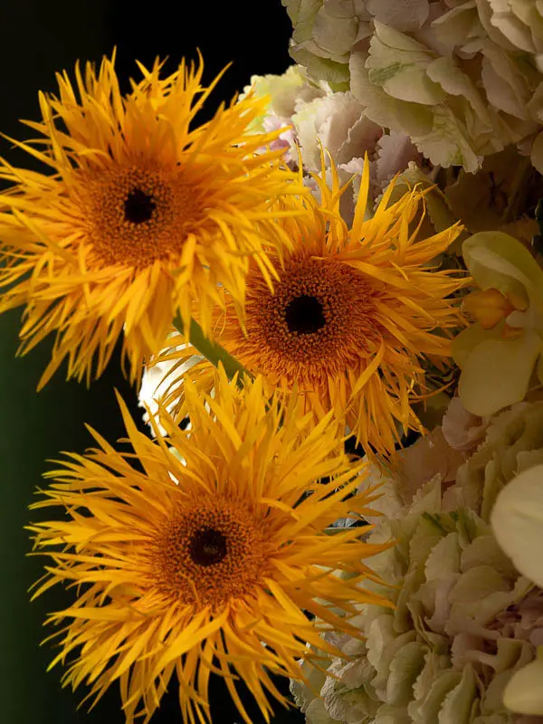 Bliss-2398.webp