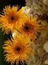 Bliss-2398.webp