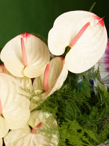 BLISS-223.webp