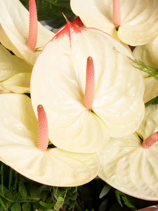 BLISS-222.webp