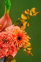 DSC01451.webp
